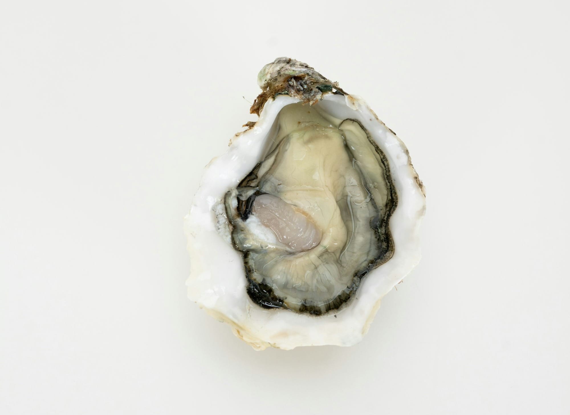 An open oyster shell on a white background