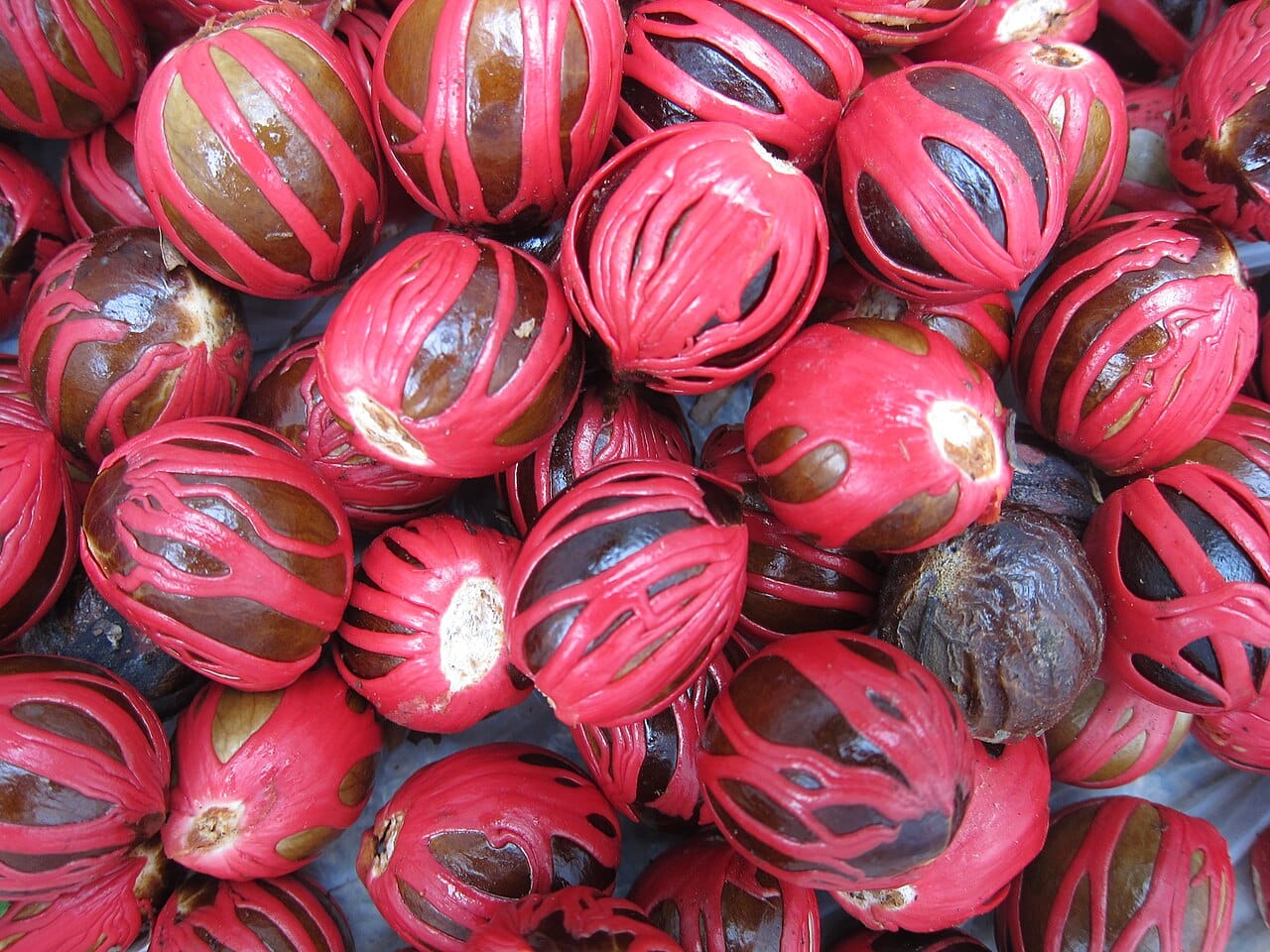 harvested nutmeg and mace