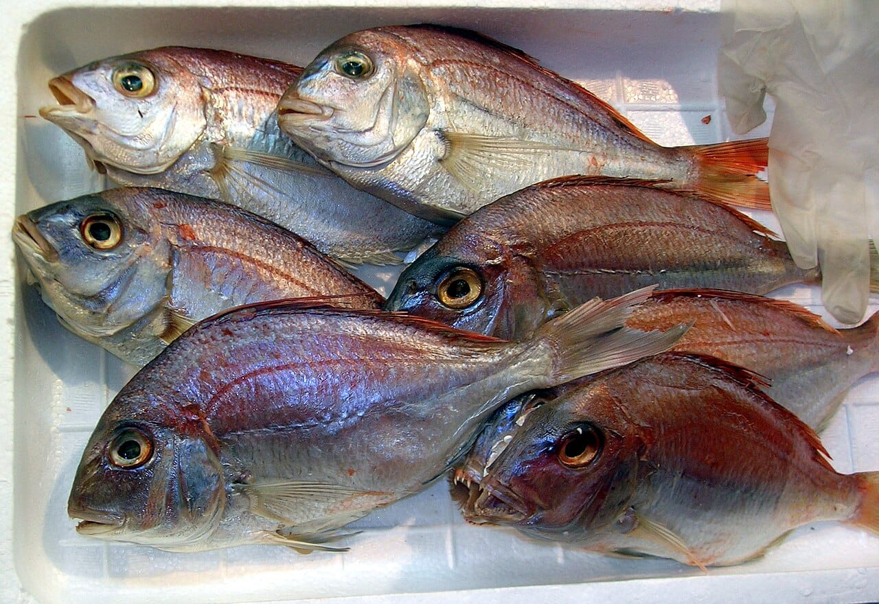 Red sea bream
