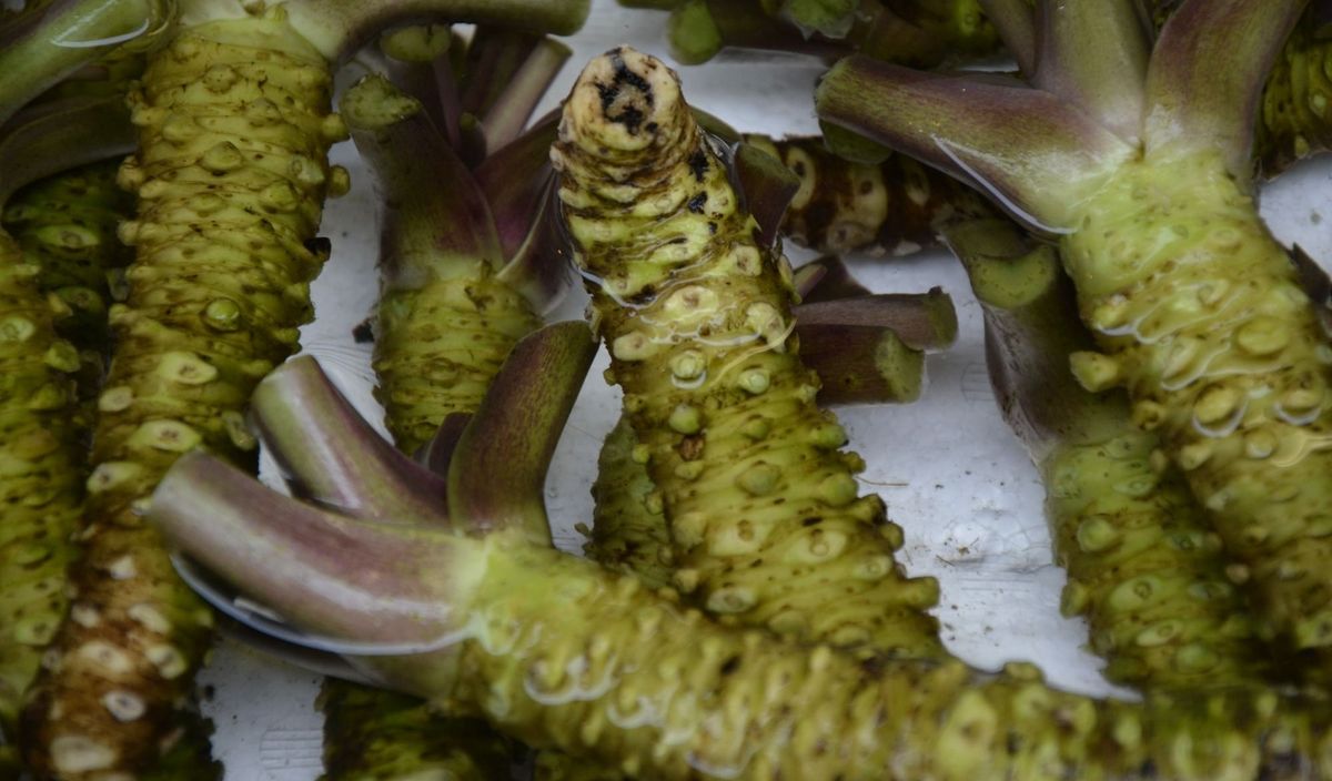 Why Is The Real Wasabi So Expensive?