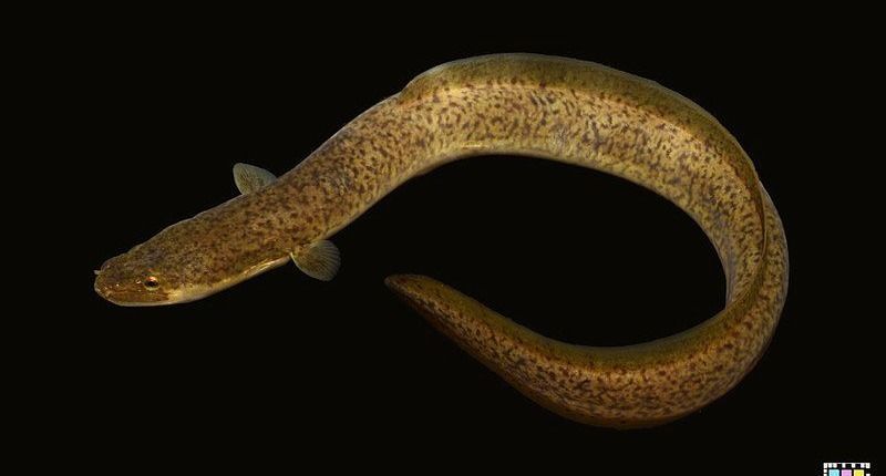Why is Unagi (Japanese Eel) So Expensive?