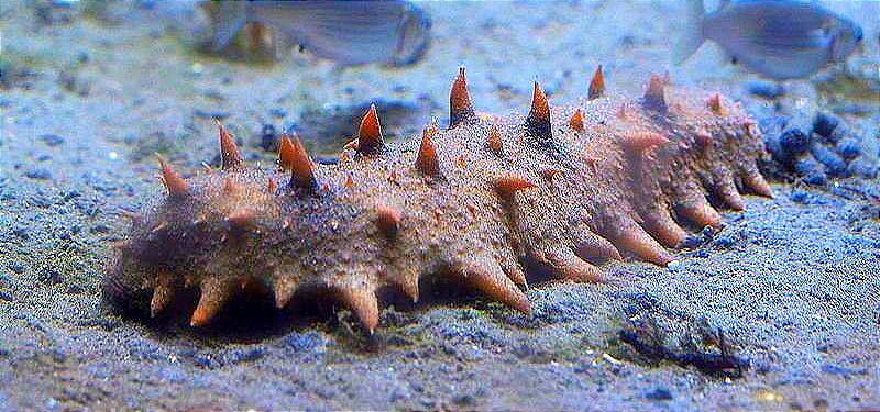 Why Is Japanese Sea Cucumber So Expensive?
