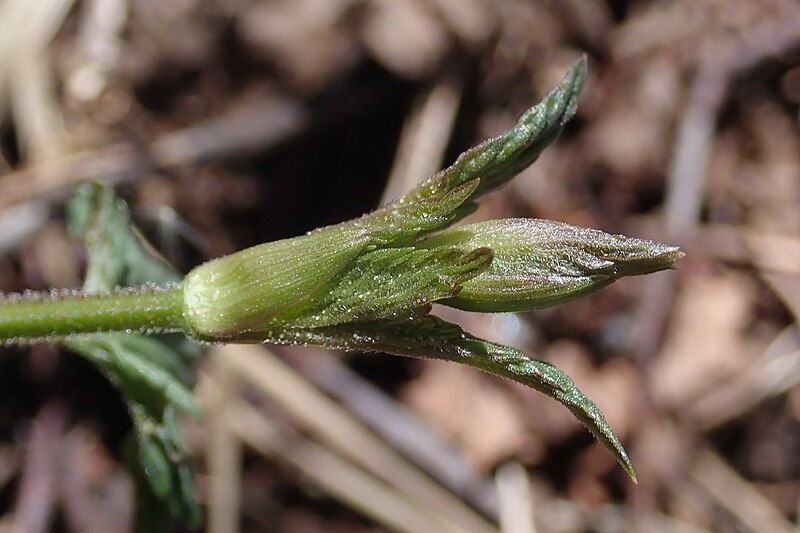 Hop Shoots: The World’s Most Expensive Vegetable