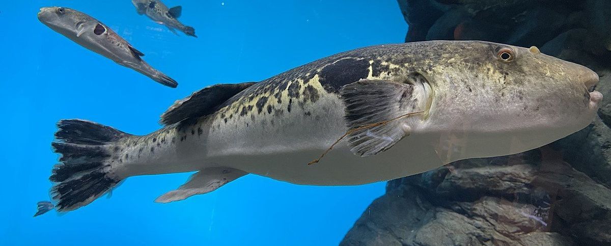 Fugu Pufferfish: Here's Why It's So Expensive