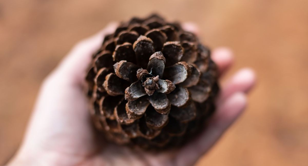Korean Pine Nuts: World's Most Expensive