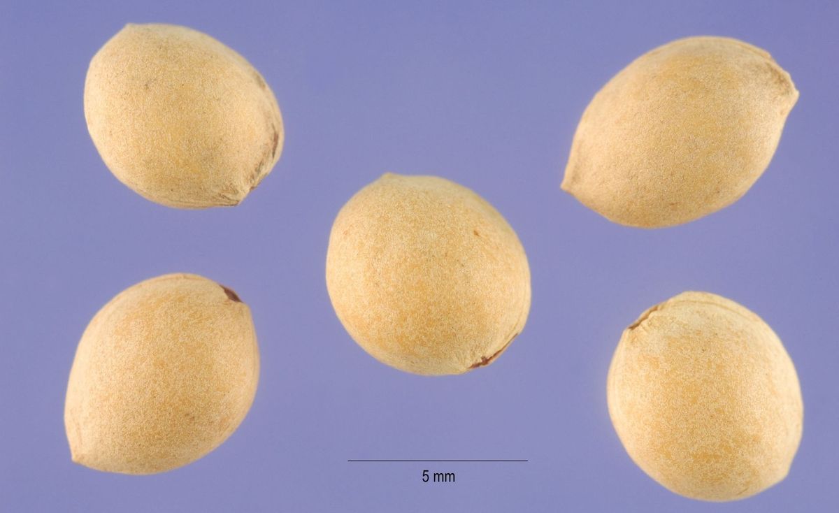 Uncovering Mahlab: The Expensive Oriental Cherry Spice