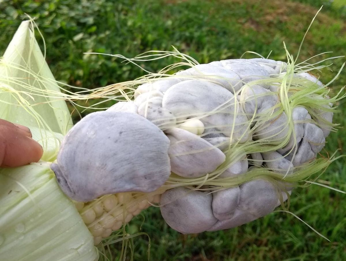 Why is Huitlacoche, the Mexican Corn Fungus, So Expensive?