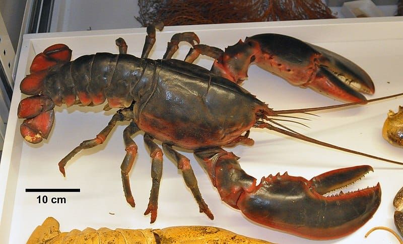 Maine Lobster: The Most Expensive Cold Water Lobsters