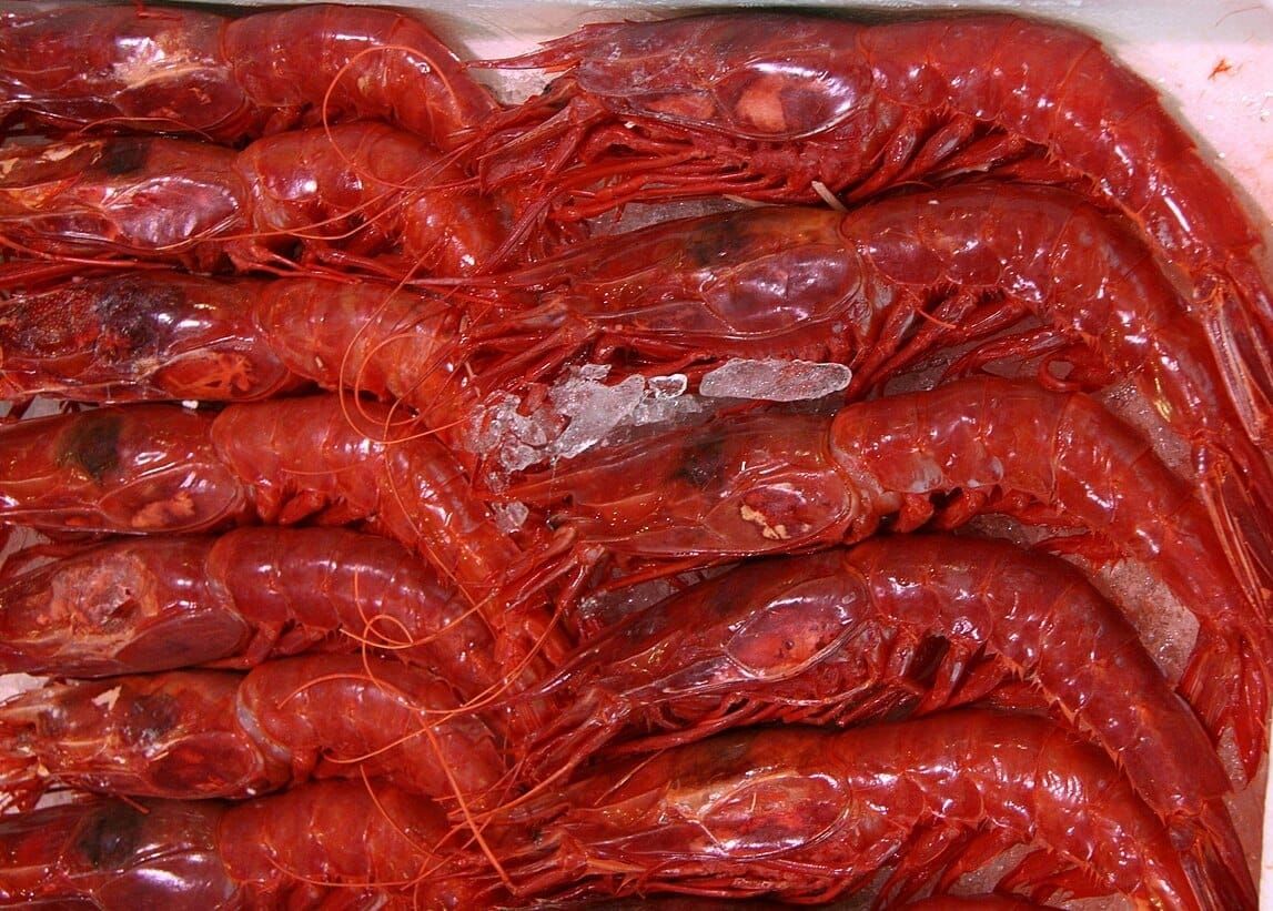 Scarlet Shrimp: The Most Coveted Prawns Worldwide