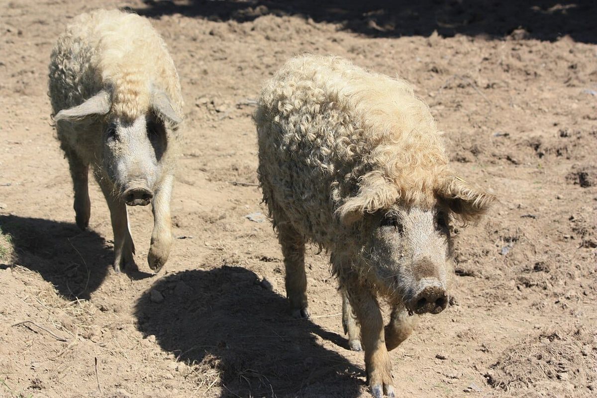 Mangalitsa: The Woolly Wonder Premium Hungarian Pork Commanding Global Markets