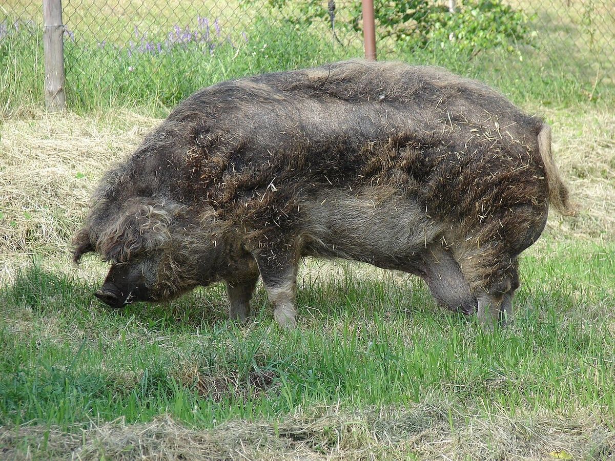 A Taste of Hungary: Traditional Dishes Featuring Mangalitsa Pork