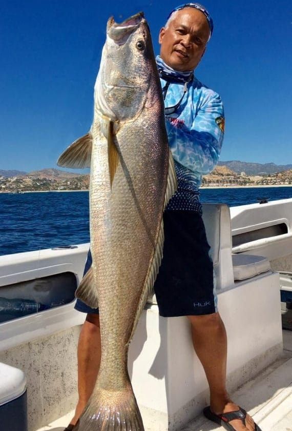 Totoaba: Most Valuable Fish Bladder