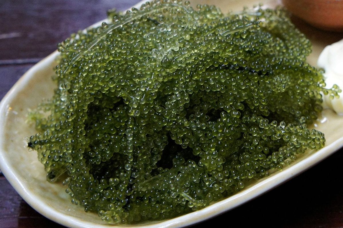 Sea Grapes: Why Green Caviar Commands Premium Prices Worldwide