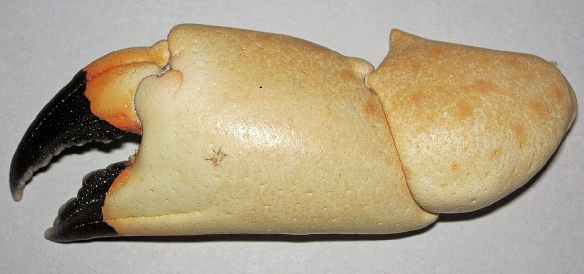 Stone Crab Claws: Why Are They So Expensive?