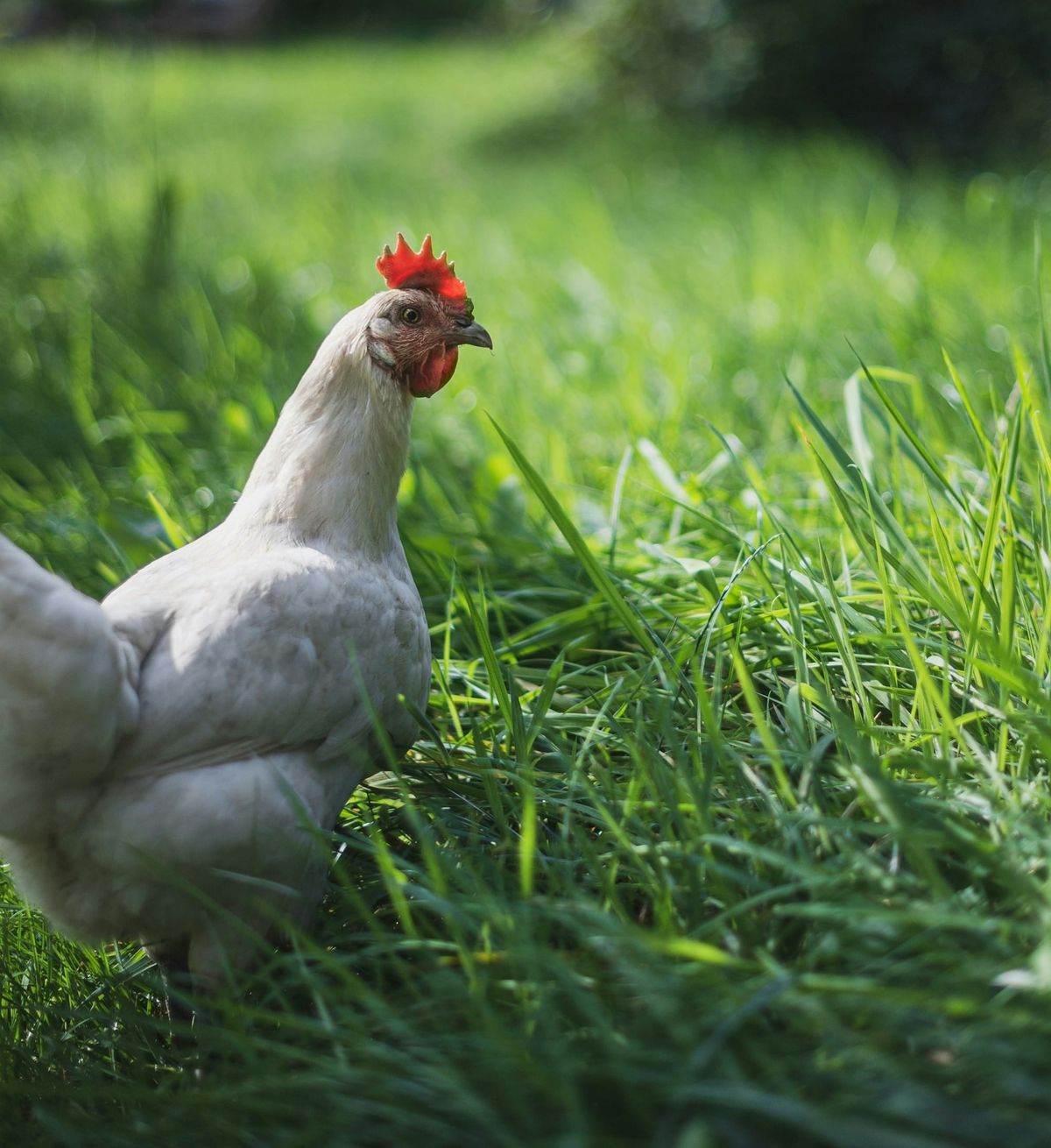 Why Poulet de Bresse Is the Most Expensive Chicken You'll Ever Eat