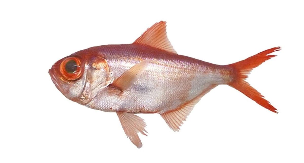 Kinmedai: The Golden Eye Snapper That Commands Premium Prices