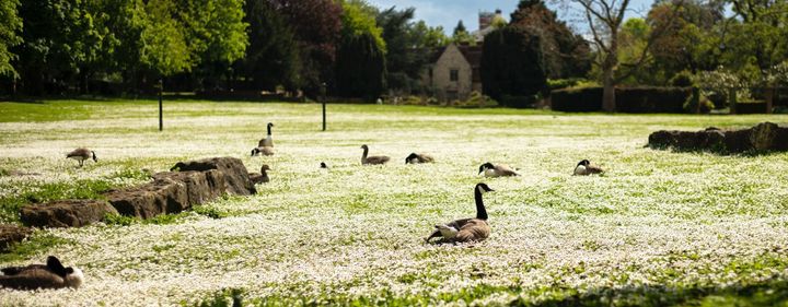 What Is Ethical Foie Gras? Spanish Farm's $220 Cruelty-Free Method Explained