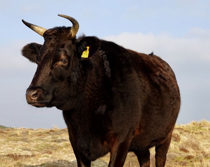 Tajima Gyu: Pure and Superb Genetic Lines of Wagyu