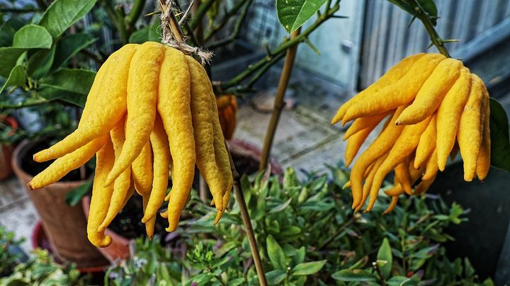Buddha's Hand Citron, Citrus medica var. sarcodactylis