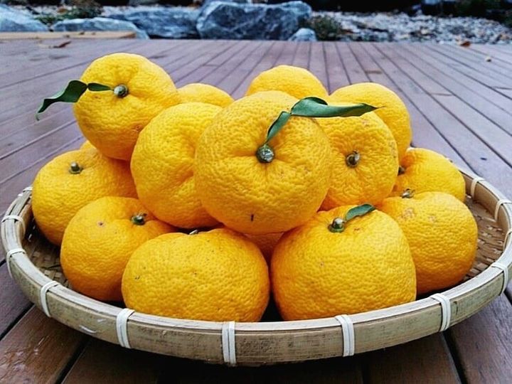 Yuzu Fruit: Ultimate Guide to Japanese Citrus Uses in Cooking and Cuisine