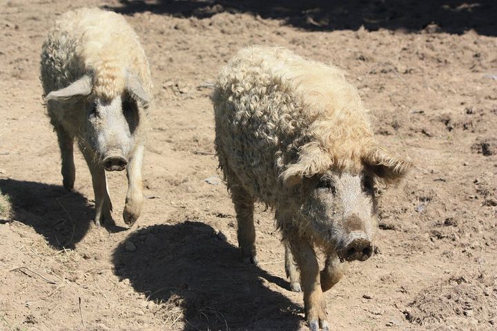 Mangalitsa Pigs