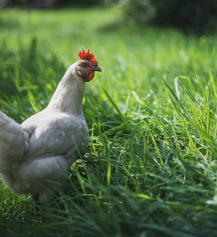 Why Poulet de Bresse Is the Most Expensive Chicken You'll Ever Eat