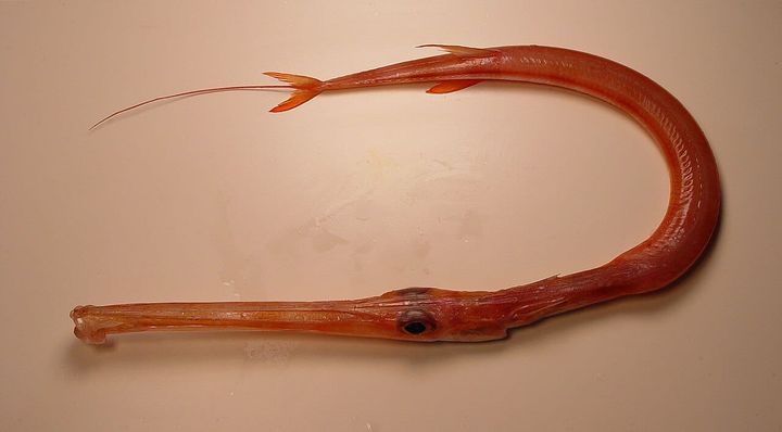 Akayagara aka Red Cornetfish