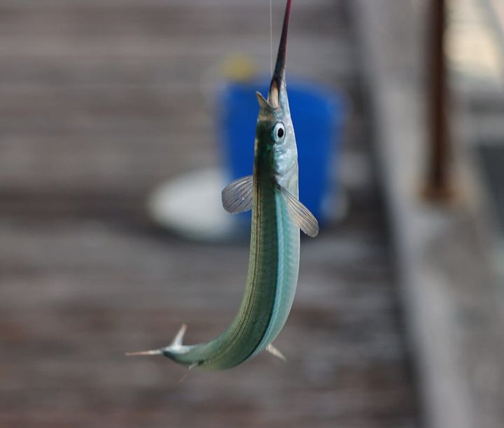 Sayori fish aka Hyporhamphus sajori