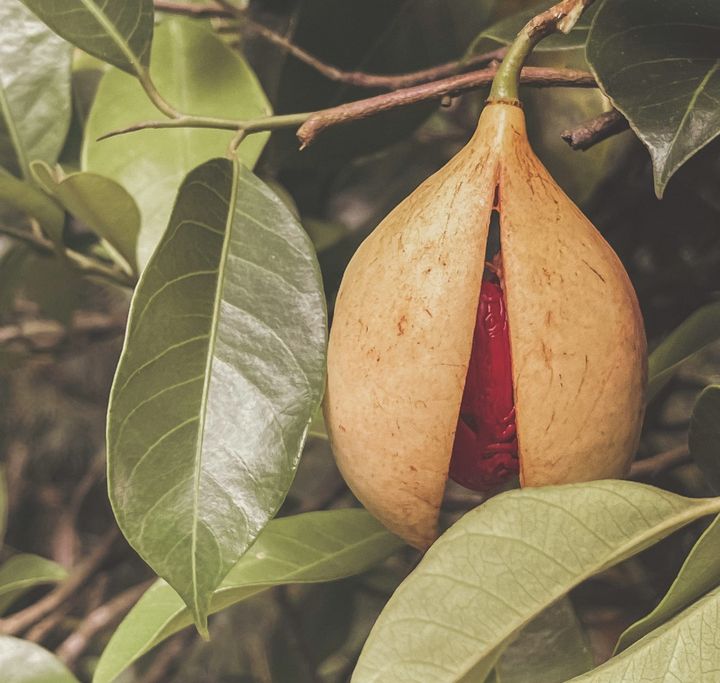 Nutmeg and Mace fruit