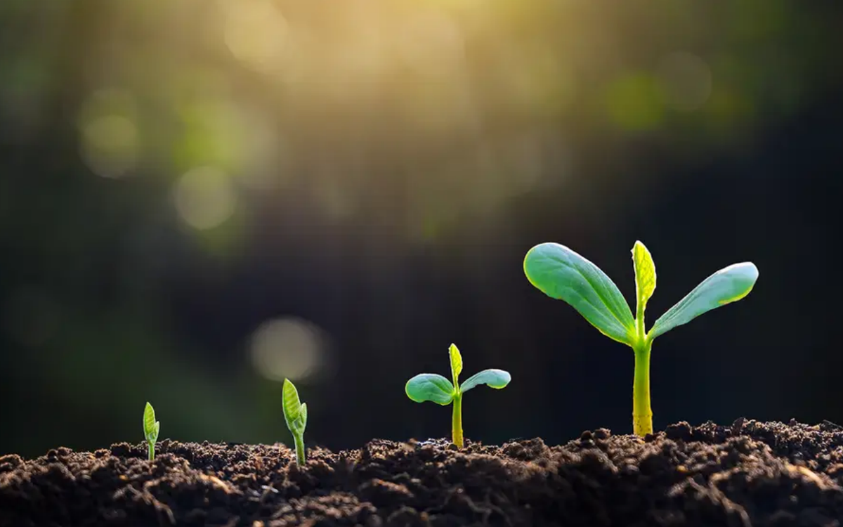 Plastic Pollution Hits the Root: Microplastics Disrupt Plant Growth