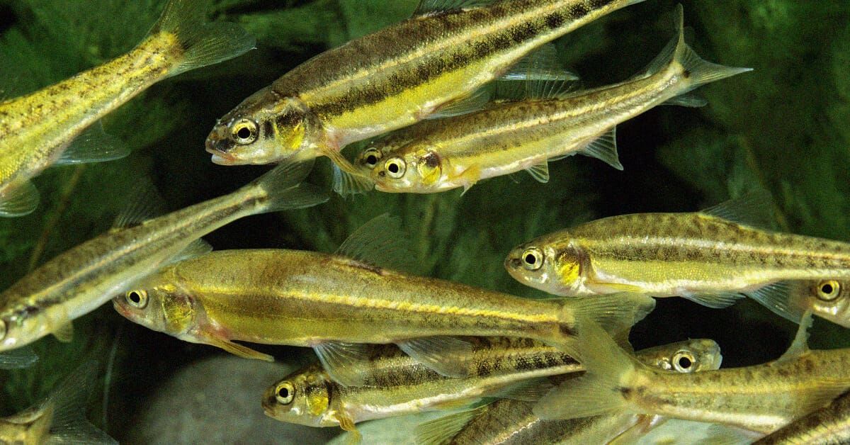 Releasing Live Bait & Its Effects