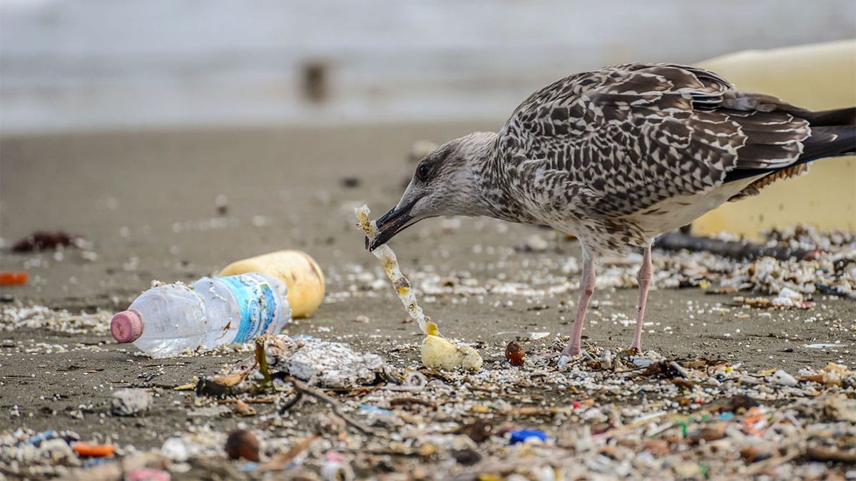 Turns Out, Plastic Smells Delicious to Animals