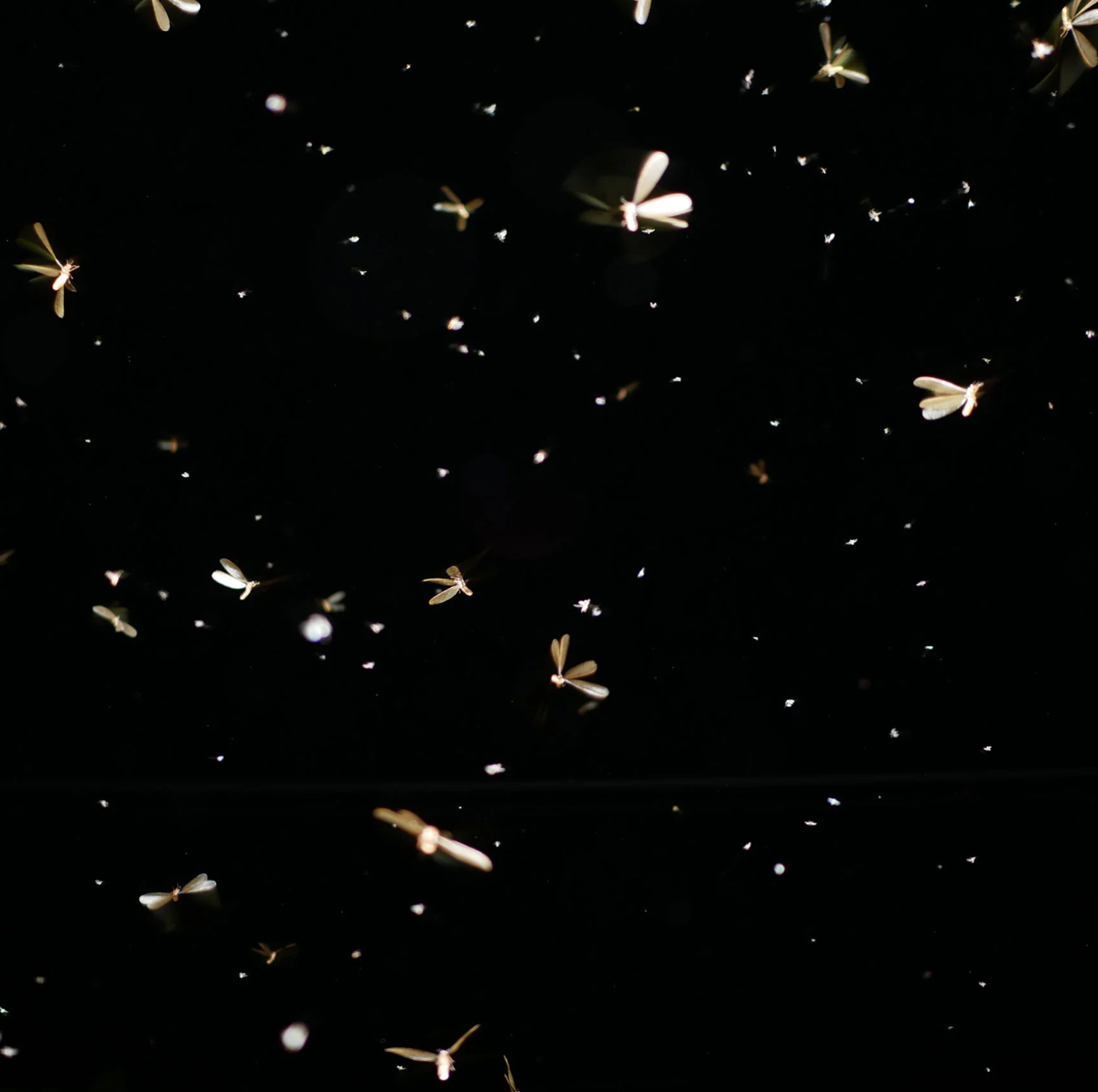 Lighting Changes for Insects