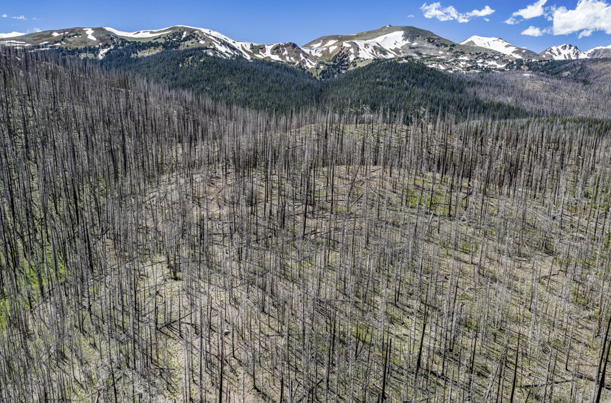 The Future of Our Forests