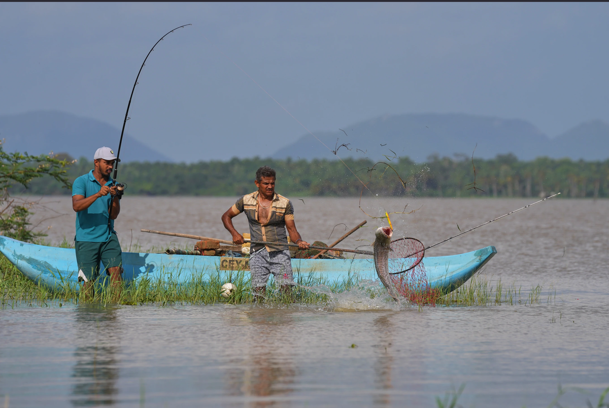 How Sri Lanka is Making the Most of a Snakehead Invasion