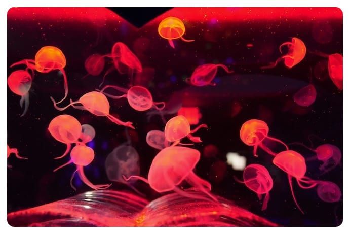 Jellyfish Museum