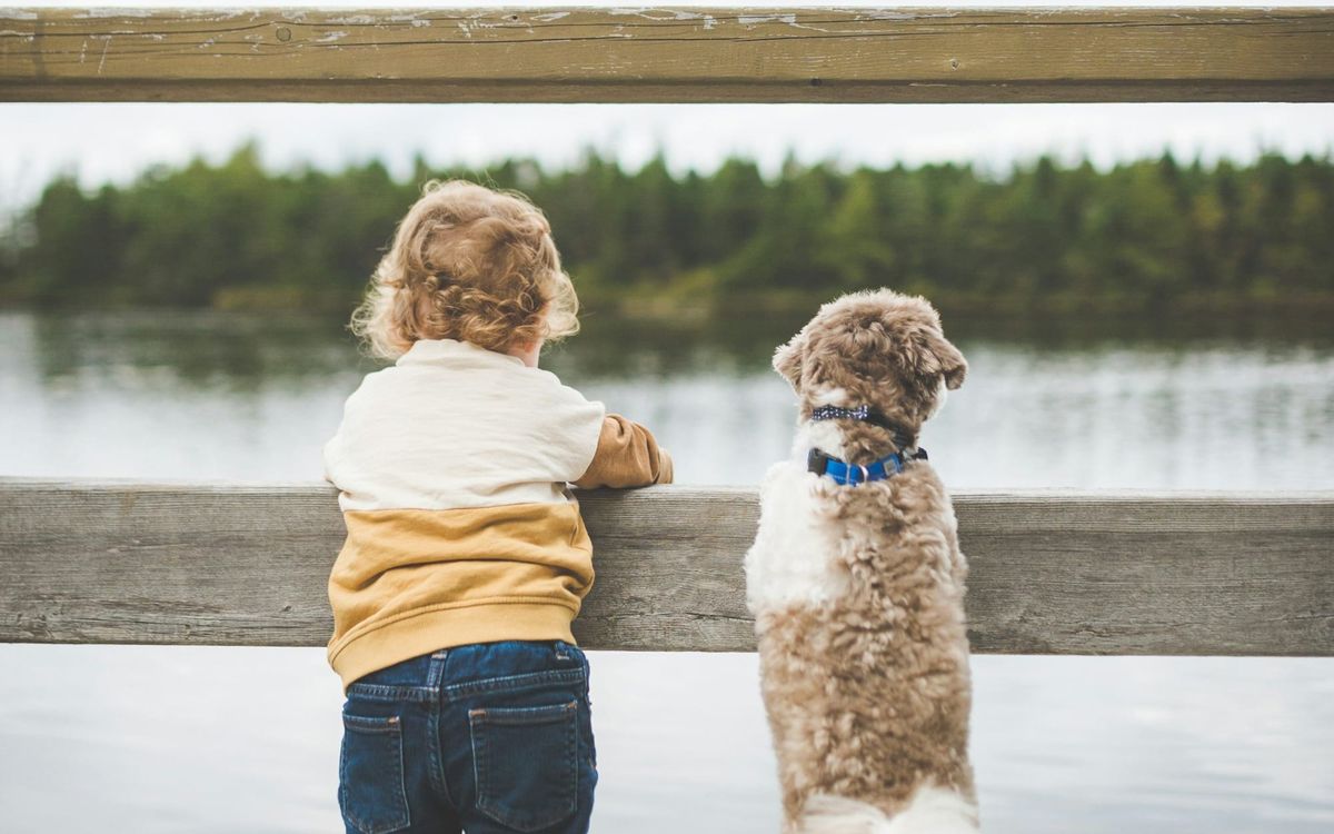 How Children and Dogs Build Social Attachment