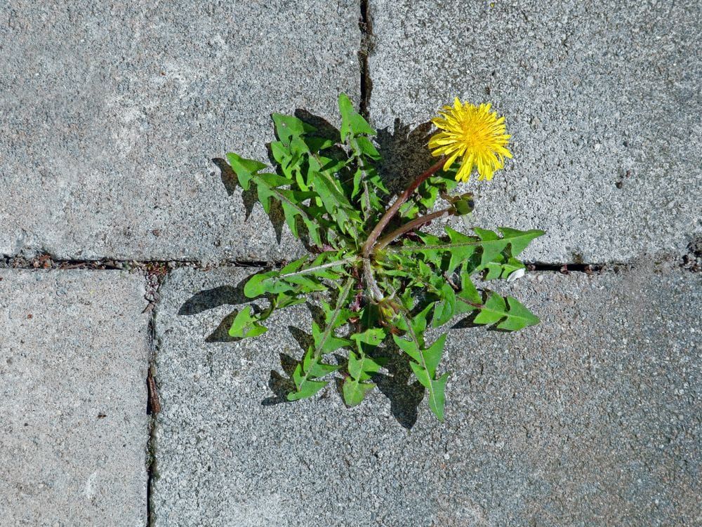 How One Artist is Turning Pesky Weeds into Vibrant Paintings