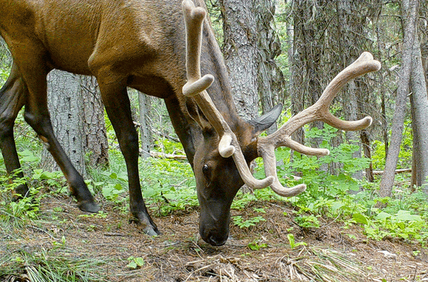 Are we scary to animals?