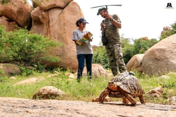 How Radio Telemetry Helps Protect Wildlife