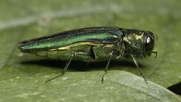 Taxes in Ashes: The Impact of Emerald Ash Borers on Tax Budgets