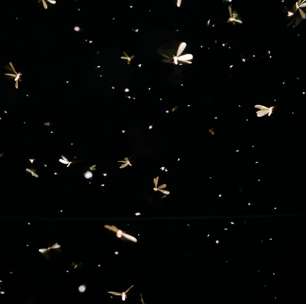 Lighting Changes for Insects