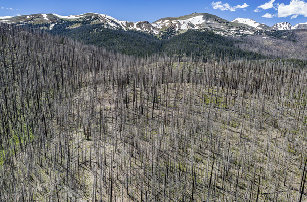 The Future of Our Forests