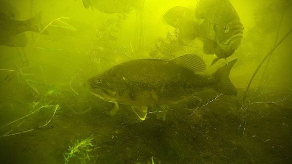 Harmful or Helpful? A Look at Invasive Species through the Eyes of Anglers