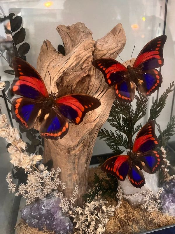 Insects in Art, and Humans in Nature