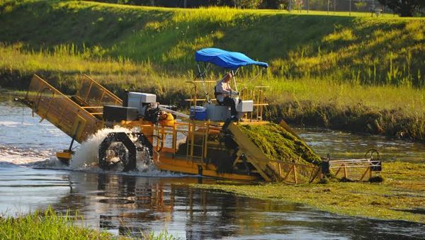 From Pests to Plant Food: How Hydrilla Can Be Turned Into Fertilizer