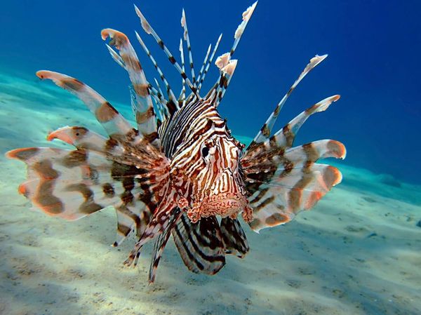 Invasive Footwear: How Companies are Making the Most of Invasive Species Situations