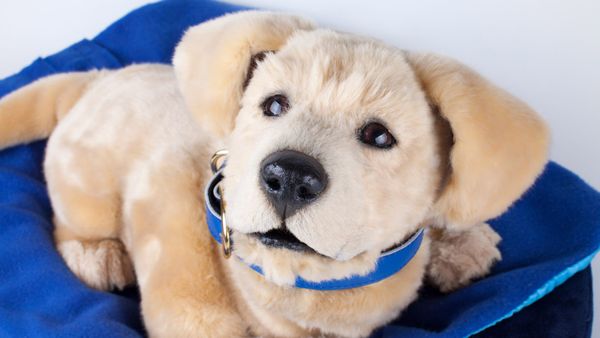 Tombot and Creature Shop create "hyper-realistic" robotic puppy for dementia patients