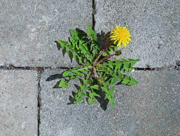 How One Artist is Turning Pesky Weeds into Vibrant Paintings