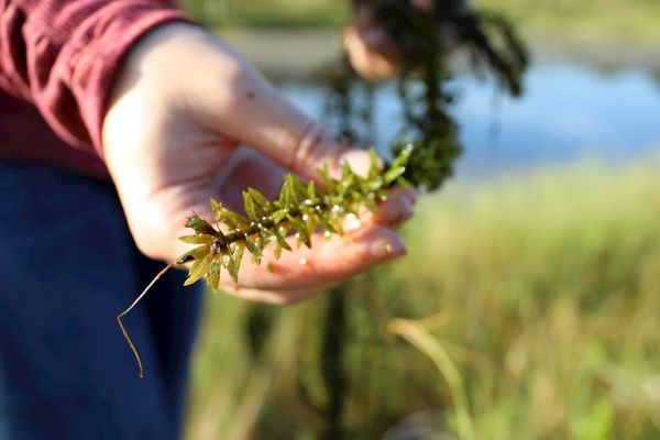 Taking Root in Ohio